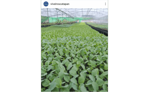 Viveiros Catapan 2