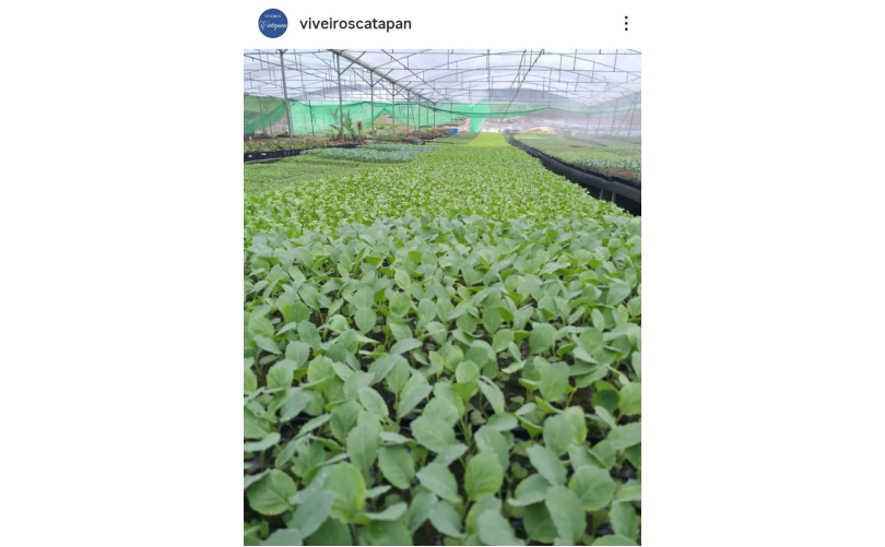 Viveiros Catapan 2