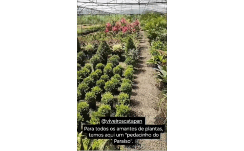 Viveiros Catapan 3