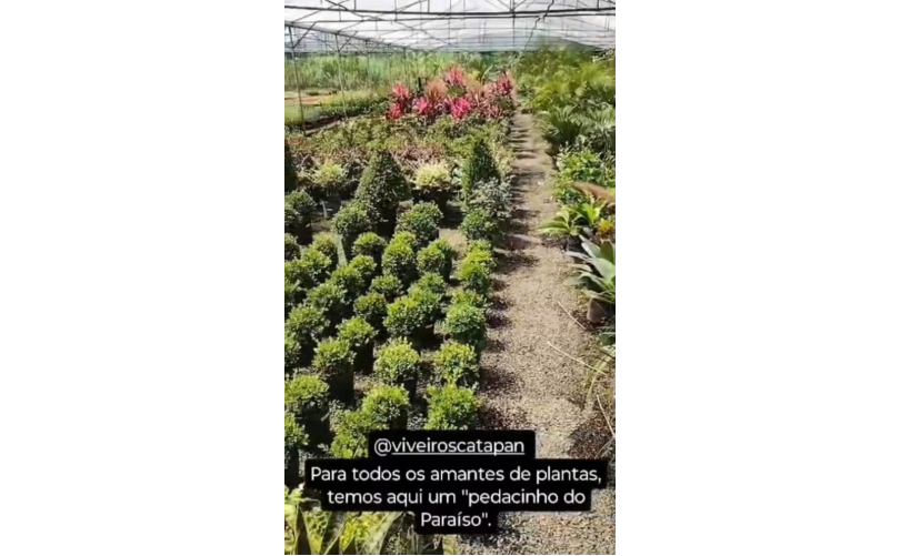 Viveiros Catapan 3
