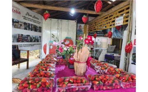 Morangos Vitória3