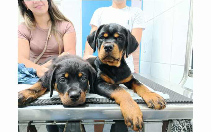 Clínica Pet & Vet3