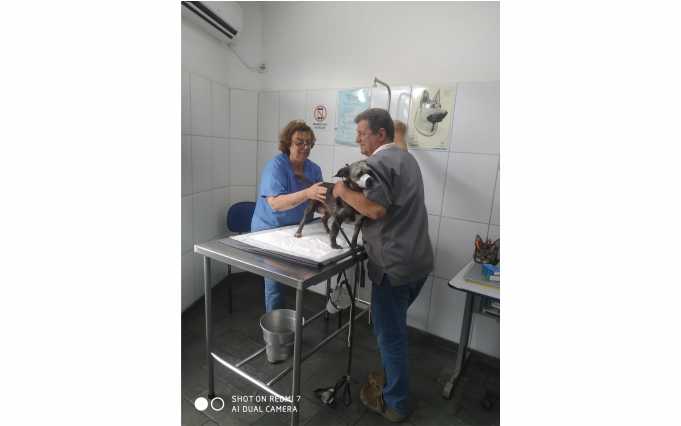 Clínica Pet & Vet4