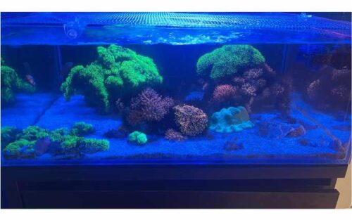 FishMarine1