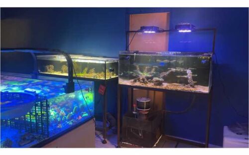FishMarine3